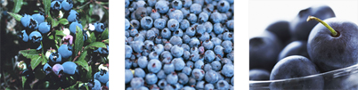 blueberries